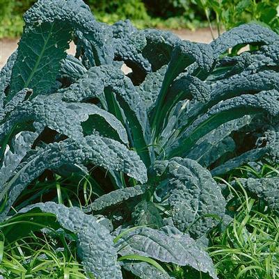 Kale Dinosaur