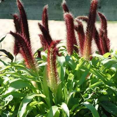 Millet Jade Princess
