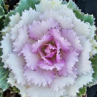 Kale Piegeon Victoria