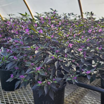Ornamental Pepper Midnight Fire