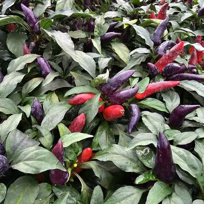 Ornamental Pepper Wicked