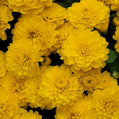 Chrysanthemum Gigi Yellow 