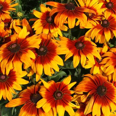 Rudbeckia Cappuccino