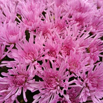 Chrysanthemum Baoli Lilac