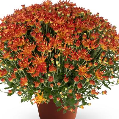 Chrysanthemum Lucy Bronze Bicolor 