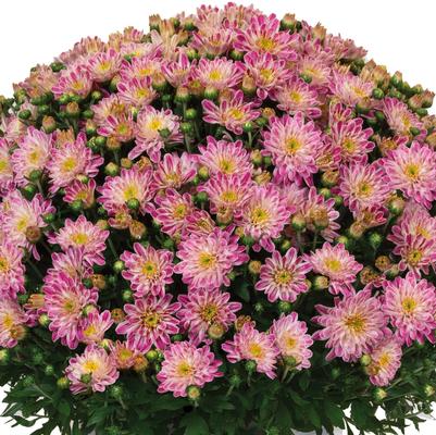 Chrysanthemum Peppermint Passion Pink 