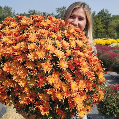 Chrysanthemum Tracy 