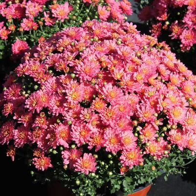 Chrysanthemum Jacqueline Peach Fusion 