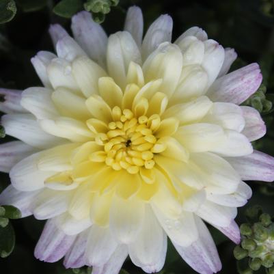 Chrysanthemum Jacqueline Pearl 