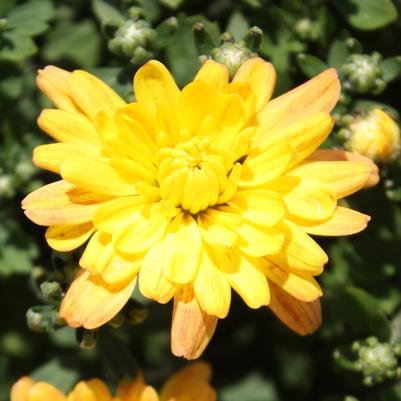 Chrysanthemum Jacqueline Yellow 