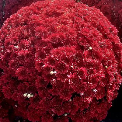 Chrysanthemum Volley Red 
