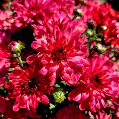 Chrysanthemum Strawberry Ice