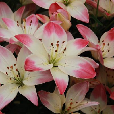 Lilium Sugar Love