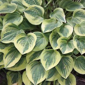 Hosta Cameo