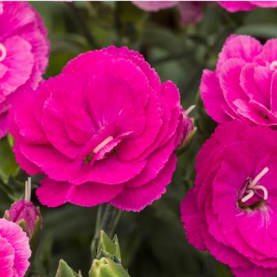 Dianthus Constant Cadence® Raspberry