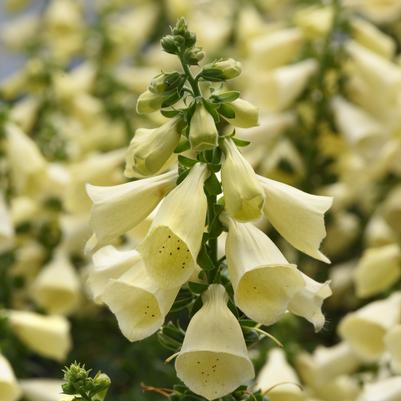 Digitalis Arctic Fox Lemon Cream 