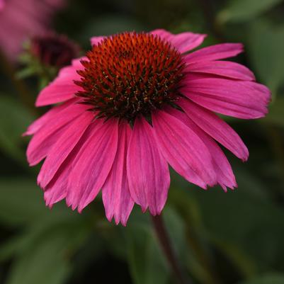 Echinacea Sombrero® Rosada (Coneflower)