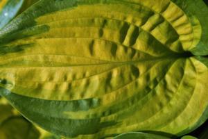 Hosta Stained Glass