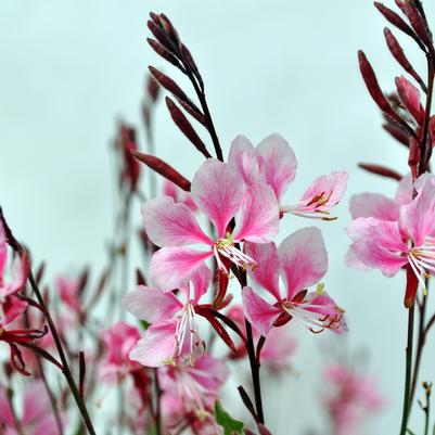 Gaura Pink (Butterfly Gaura)