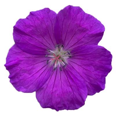 Geranium sanguineum Purple Glow