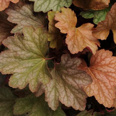 Heuchera Watermelon (Coral Bells)