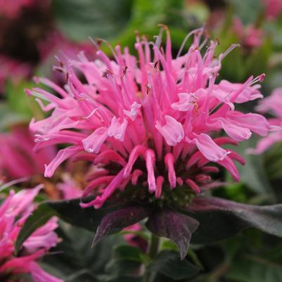Monarda didyma Pink Balmy™ 