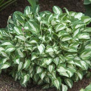 Hosta Pandora's Box