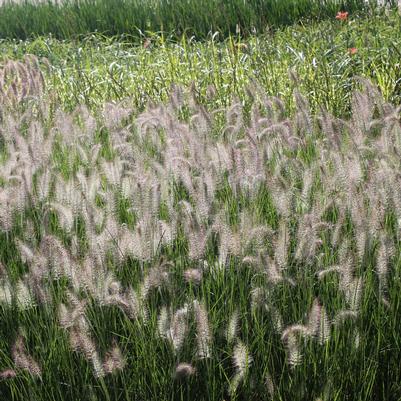 Pennisetum alopecuroides Hameln