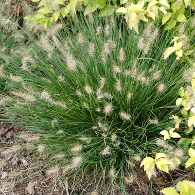 Pennisetum alopecuroides Little Bunny