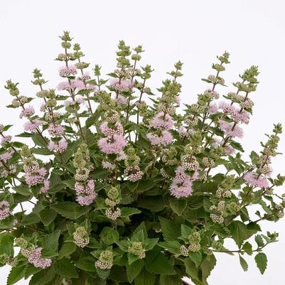 Caryopteris incana Pavilion Pink