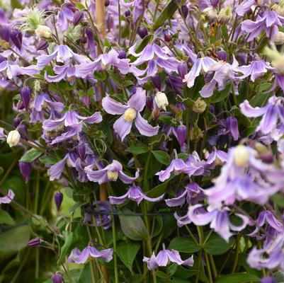 Clematis Stand by Me Lavender