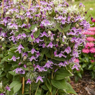 Clematis Stand by Me Pink