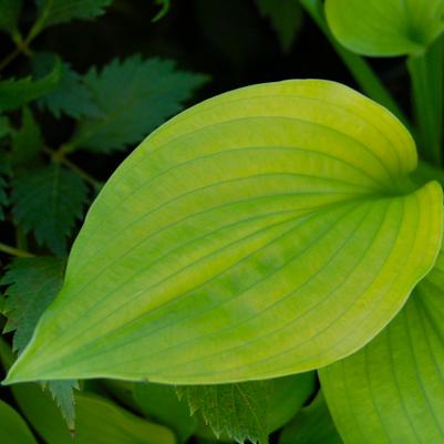 Hosta August Moon