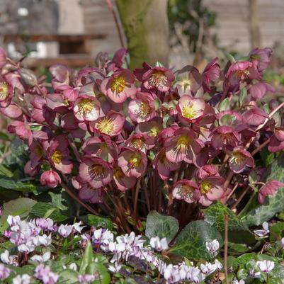 Helleborus Frostkiss® Elemental