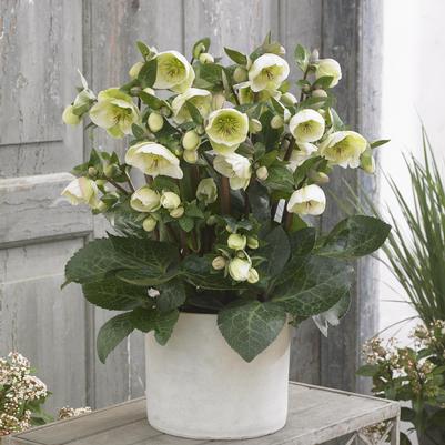 Helleborus Frostkiss® Moondance