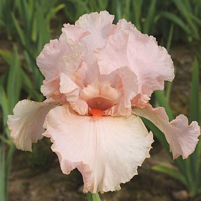 Iris Peggy Sue