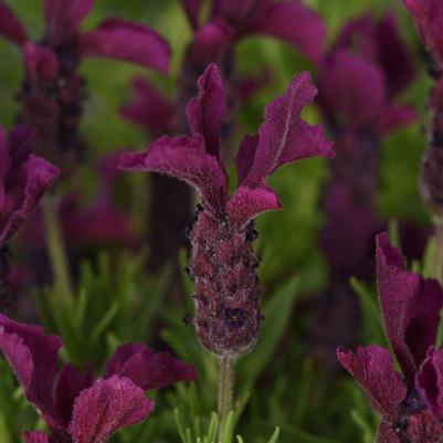 Lavandula stoechas Anouk Burgundy