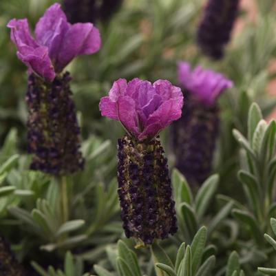 Lavandula stoechas Anouk Purple Medley