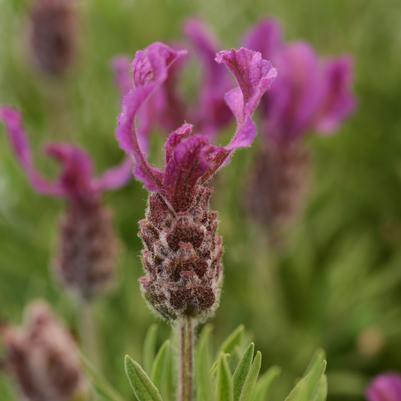 Lavandula stoechas Bandera Deep Rose