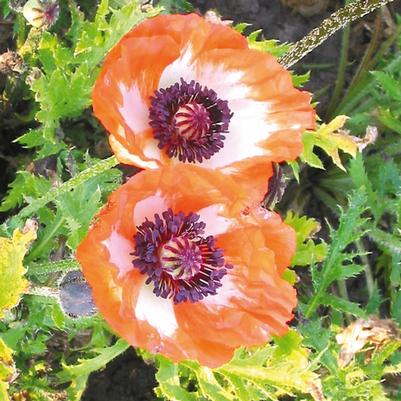 Papaver orientale Picotee