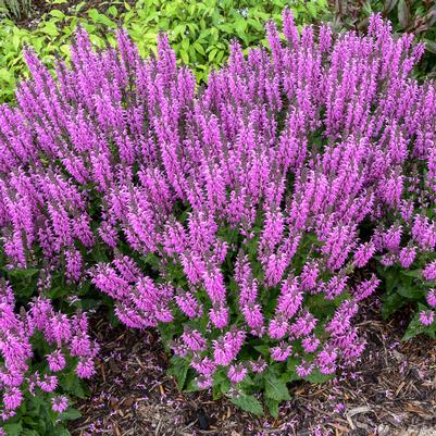 Salvia Color Spires Back to the Fuchsia
