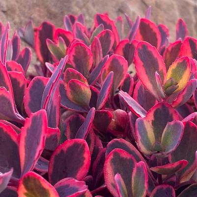 Sedum Sunsparkler® Dazzling Dynamite
