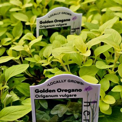 Oregano, Golden 
