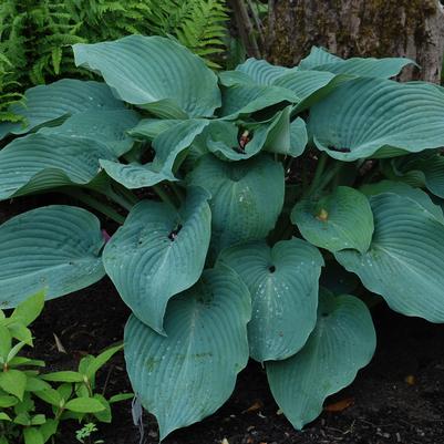 Hosta Blue Angel