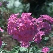 Phlox paniculata Blue Paradise