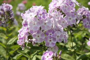 Phlox paniculata Katherine