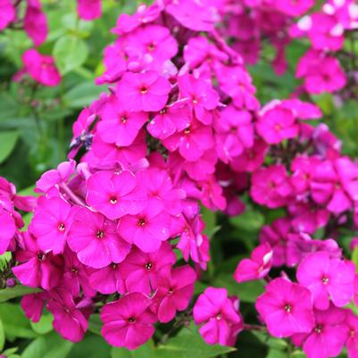 Phlox paniculata Nicky