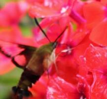 Phlox paniculata Orange Perfection