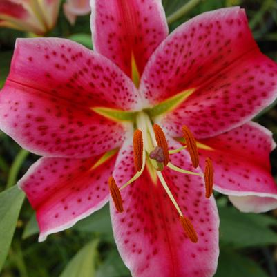 Lilium Stargazer