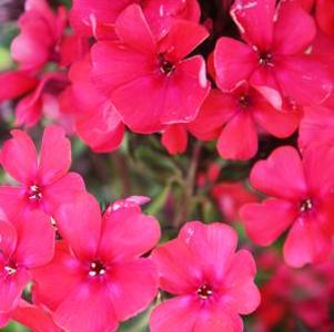 Phlox paniculata Starfire